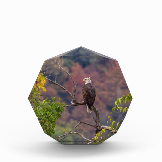 Herbst beobachten fotoblock (Vorderseite)