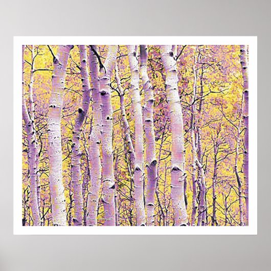 Herbst Birch Poster (Vorne)
