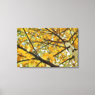 Herbst-Birken-Baum in Gelb eingewickelter Leinwand