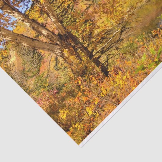 Herbst-Birken-Baum Seidenpapier (Ausschnitt)