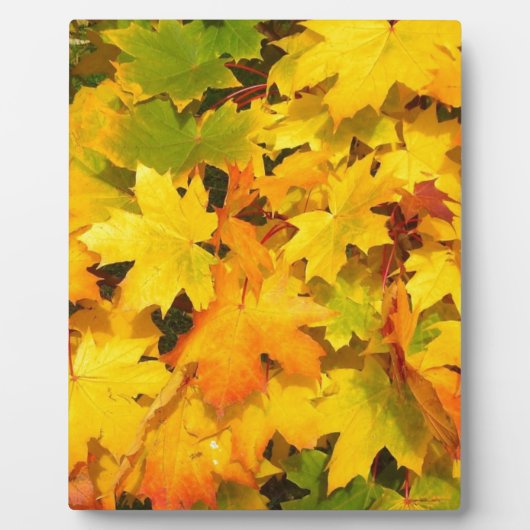 Herbst-Blatt färbt Baum-Party-Schicksals-Feier Fotoplatte (Vorderseite)