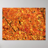 Herbst Blätter auf Baum - Foto. Poster (Vorne)