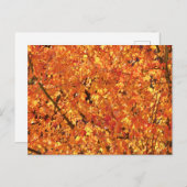 Herbst Blätter auf Baum - Foto. Postkarte (Vorne/Hinten)