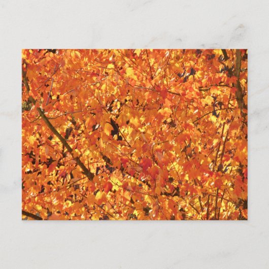 Herbst Blätter auf Baum - Foto. Postkarte (Vorderseite)