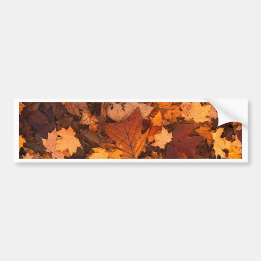 Herbst-Blätter Autoaufkleber (Vorne)