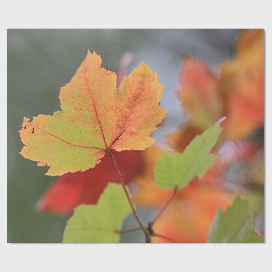 Herbst-Blätter Geschenkpapier (Flach)