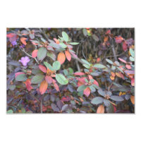 Herbst-Blätter Herbst Blätter Naturbaum Fotografie