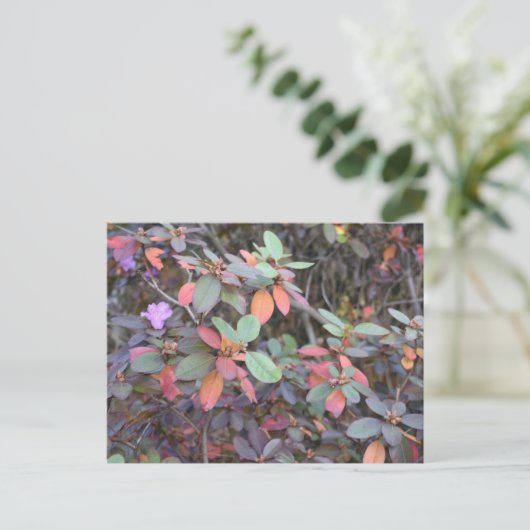 Herbst-Blätter Herbst Blätter Naturbaum Fotografie Postkarte (Stehend Vorderseite)