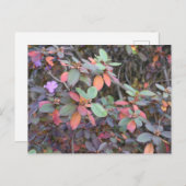 Herbst-Blätter Herbst Blätter Naturbaum Fotografie Postkarte (Vorne/Hinten)