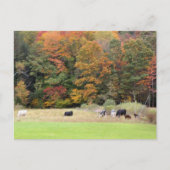 Herbst Blätter Kühe Weide Fotografie Postkarte (Vorderseite)