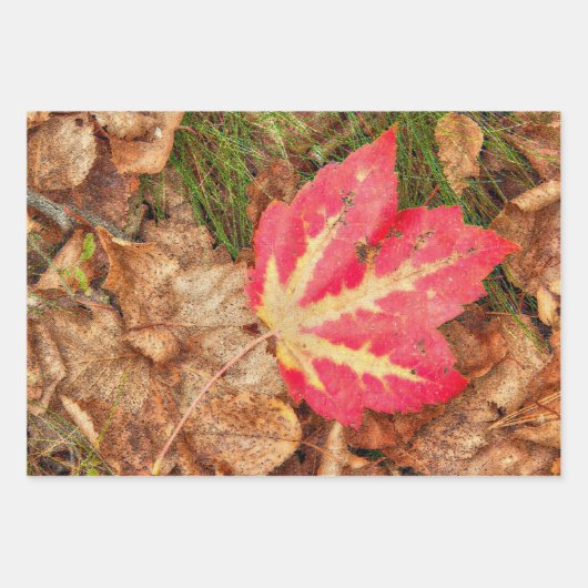 Herbst Blätter Rot Gelb Orange Land Rustikal (Vorderseite 3)