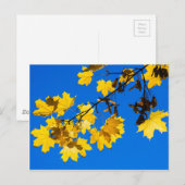 Herbst-Blues Postkarte (Vorne/Hinten)