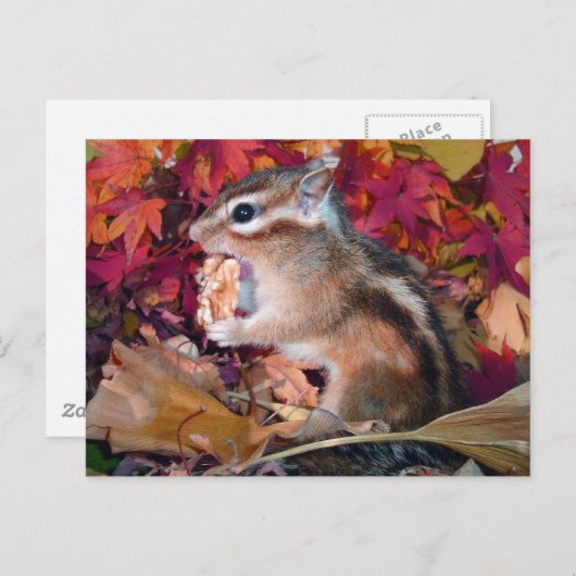 Herbst , Chipmunk (Foto) Postkarte (Vorne/Hinten)