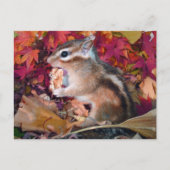 Herbst , Chipmunk (Foto) Postkarte (Vorderseite)