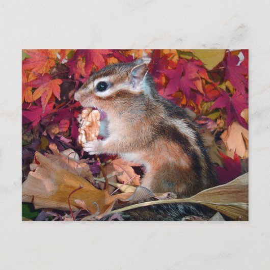 Herbst , Chipmunk (Foto) Postkarte (Vorderseite)