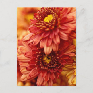 Herbst-Chrysantheme-Blumen - Rot und Gold Postkarte