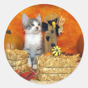 Herbst des Schweinekorns - Katze / Kleine runde Au Runder Aufkleber