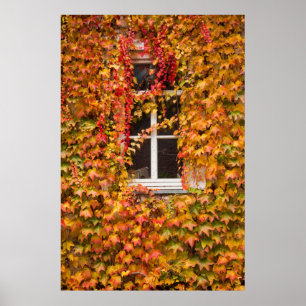 Herbst Efeu Bedecktes Gebäude Poster