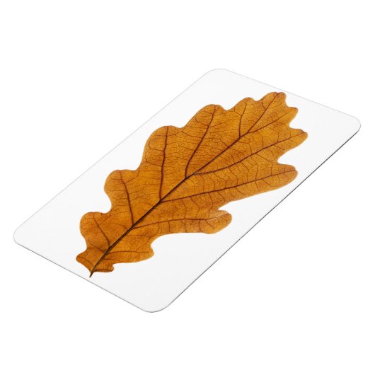 Herbst-Eichblatt Magnet (Linke Seite)