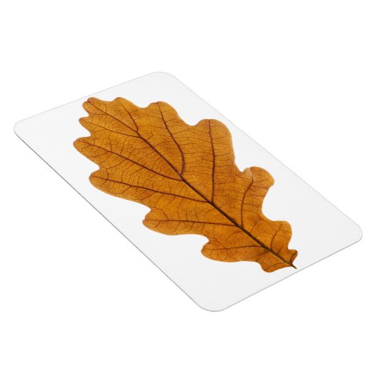 Herbst-Eichblatt Magnet (Rechte Seite)
