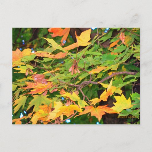 Herbst-Eichenlaub-Dankeskarten-Postkarte Feiertagspostkarte (Vorderseite)