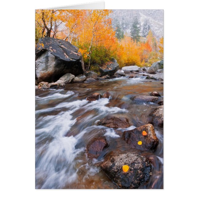 Herbst entlang Bischof Creek, CA (Vorne)