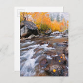 Herbst entlang Bischof Creek, CA Postkarte (Vorne/Hinten)