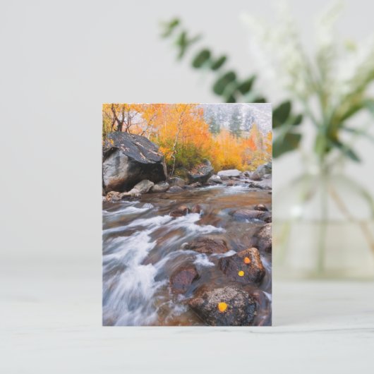 Herbst entlang Bischof Creek, CA Postkarte (Stehend Vorderseite)