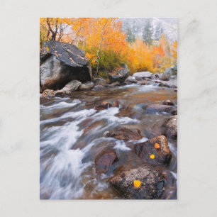 Herbst entlang Bishop Creek, CA Postkarte