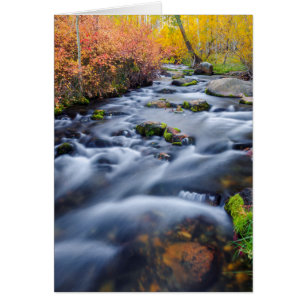 Herbst entlang Lundy Creek, Kalifornien