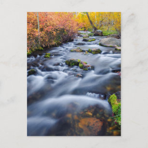 Herbst entlang Lundy Creek, Kalifornien Postkarte