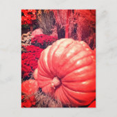 Herbst-Ernte-Postkarte Postkarte (Vorderseite)