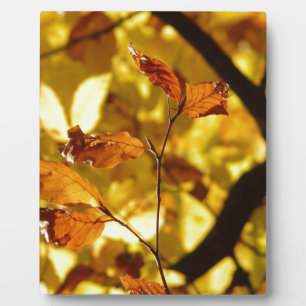 Herbst-Fall-Baum verlässt Jahreszeit-Schicksals-Na Fotoplatte