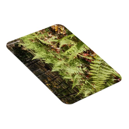 Herbst Ferns Magnet (Rechte Seite)