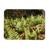 Herbst Ferns Magnet (Horizontal)