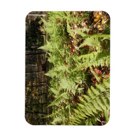 Herbst Ferns Magnet