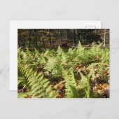Herbst Ferns Postkarte (Vorne/Hinten)
