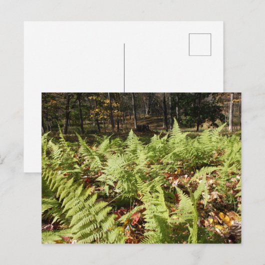 Herbst Ferns Postkarte (Vorne/Hinten)