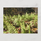 Herbst Ferns Postkarte (Vorderseite)