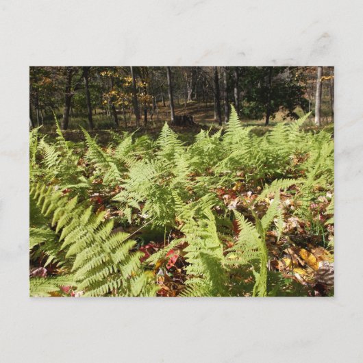 Herbst Ferns Postkarte (Vorderseite)