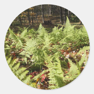 Herbst Ferns Runder Aufkleber