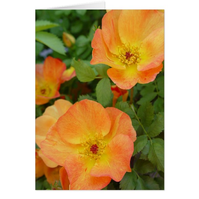 Herbst-Flammen-Rosen-Karte (Vorne)