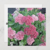 Herbst-Freude Sedum blühender Einladung (Vorne/Hinten)