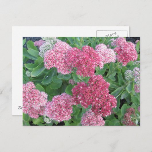 Herbst-Freude Sedum blühender Postkarte (Vorne/Hinten)