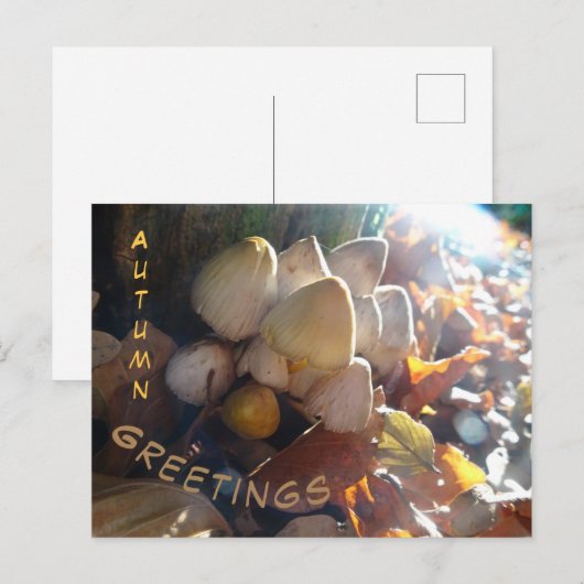 Herbst Grüße Sonnige Toadstools Kust. Postkarte (Vorne/Hinten)