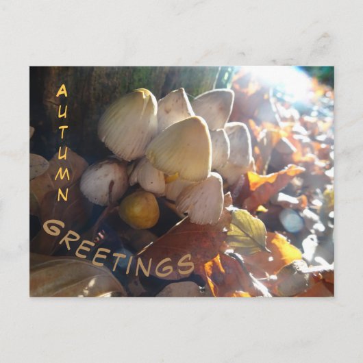 Herbst Grüße Sonnige Toadstools Kust. Postkarte (Vorderseite)