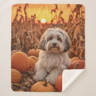 Herbst Havanese Sherpadecke