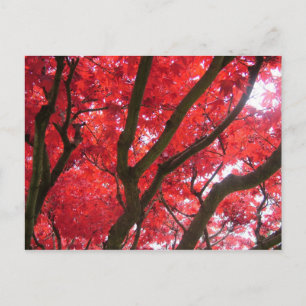 Herbst, Herbst, Blätter Postkarte