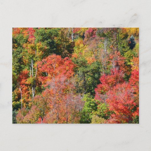 Herbst Hillside farbenfrohe Herbstfotografie Postkarte (Vorderseite)