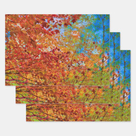 Herbst hinterlässt farbige Orange Fall Themed Blue Geschenkpapier Set